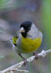 Lawrence's Goldfinch